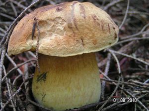 Hřib kovář žlutý - Boletus luridiformis var. junquilleus (Quél.)