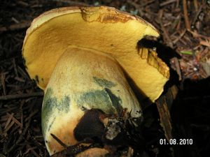 Klikni pro velký obrázek