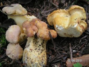 Klikni pro velký obrázek