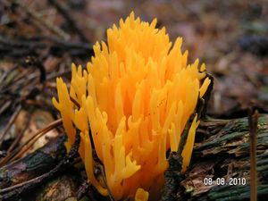 Krásnorůžek lepkavý - Calocera viscosa