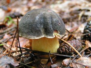 Klikni pro velký obrázek