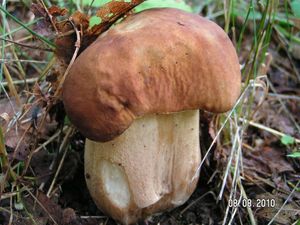 Klikni pro velký obrázek