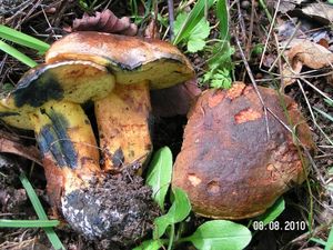 Hřib modračka - Boletus pulverulentus Opat.