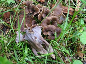 Stroček kadeřavý - Pseudocraterellus undulatus  (Pers.) Rauschert 1987