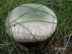 Holubinka nazelenalá - Russula virescens