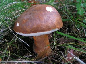 Klikni pro velký obrázek