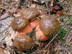 Klikni pro velký obrázek