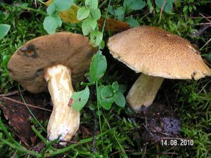 Klikni pro velký obrázek