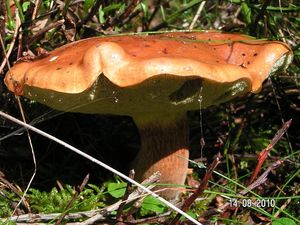 Klikni pro velký obrázek