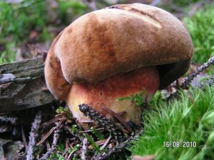 Klikni pro velký obrázek