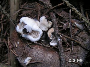 Rovetka pýchavkovitá - Asterophora lycoperdoides (Bull.) Ditmar 1809