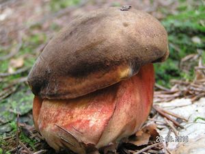 Klikni pro velký obrázek