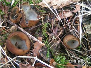 Klikni pro velký obrázek