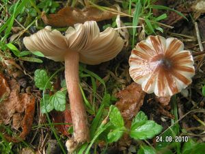 Klikni pro velký obrázek