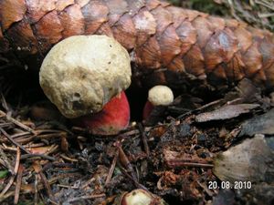 Klikni pro velký obrázek