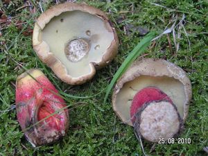 Klikni pro velký obrázek