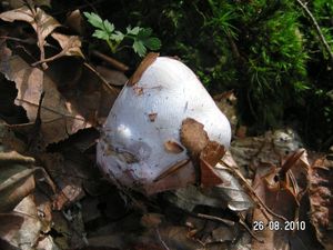 Klikni pro velký obrázek