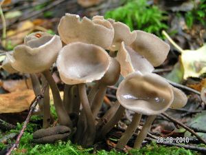 Stopečka pýřitá - Helvella macropus