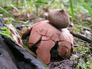 Hvězdovka červenavá - Geastrum rufescens Pers. 1801