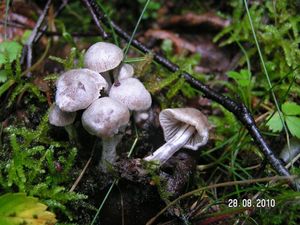 Rovetka cizopasná - Asterophora parasitica (Bull.) Singer 1951