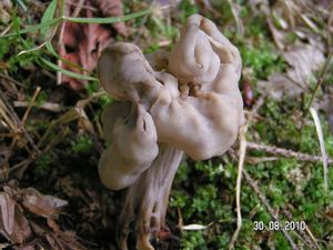 Klikni pro velký obrázek