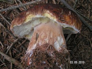 Klikni pro velký obrázek