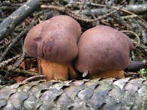 Klikni pro velký obrázek