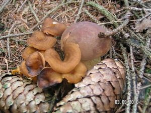 Klikni pro velký obrázek