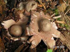 Hvězdovka červenavá - Geastrum rufescens