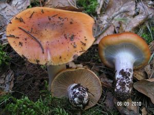 Klikni pro velký obrázek