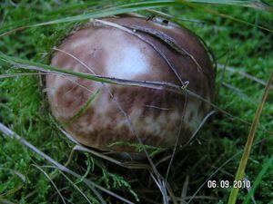 Klikni pro velký obrázek