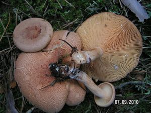 Ryzec hnědý - Lactarius helvus (Fr.) Fr.