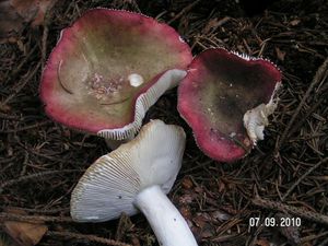 Klikni pro velký obrázek