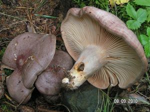 Ryzec zprohýbaný - Lactarius flexuosus (Pers.) Gray 1821