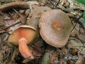 Ryzec osmahlý - Lactarius quieticolor Romagn. 1958