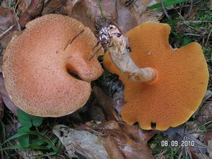 Klouzek tridentský - Suillus tridentinus  (Bres.) Singer 1945