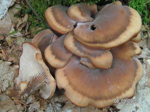 Houžovec bobří - Lentinellus castoreus (Fr.) Kühner & Maire