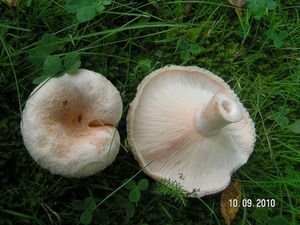 Ryzec pýřitý - Lactarius pubescens