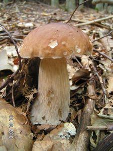 Klikni pro velký obrázek