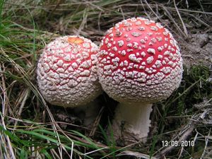 Klikni pro velký obrázek