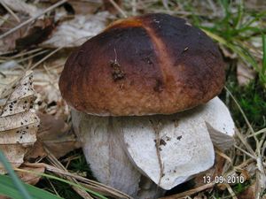 Klikni pro velký obrázek