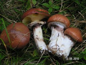 Klouzek obecný - Suillus luteus (L.) Roussel 1796