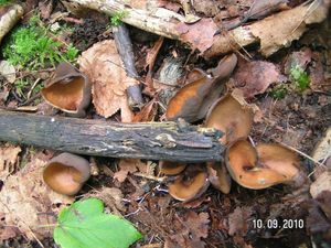 Klikni pro velký obrázek