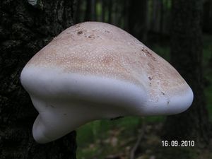 Březovník obecný - Fomitopsis betulina (Bull.) B.K. Cui, M.L. Han & Y.C. Dai  in Han, Chen, Shen, Song, Vlas&#225;k, Dai &amp; Cui 2016