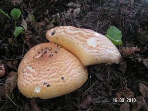 Klikni pro velký obrázek