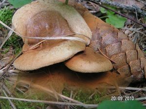 Čechratka podvinutá - Paxillus involutus