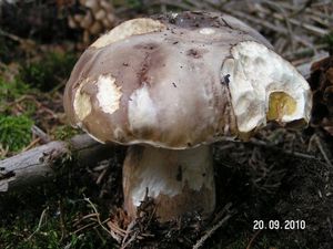 Klikni pro velký obrázek