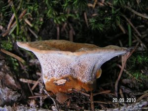 Klikni pro velký obrázek