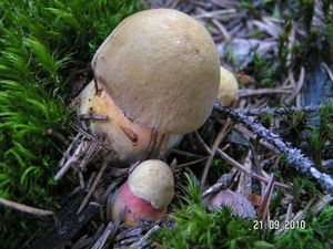 Klikni pro velký obrázek