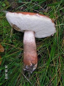 Klikni pro velký obrázek